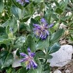 Paederota bonarota Fula