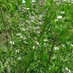 Poa pratensis Dalc'h