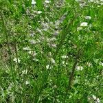 Poa pratensis Habit