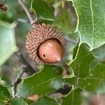 Quercus coccifera Fruit