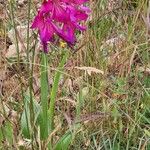 Gladiolus illyricus Λουλούδι