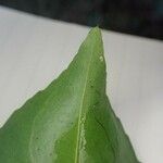 Shirakiopsis elliptica Folha