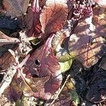 Salvia lyrata Leaf
