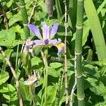 Iris virginica Flower