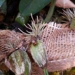 Bulbophyllum sterile