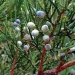 Juniperus virginiana 果實