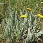 Achillea clypeolata Habit