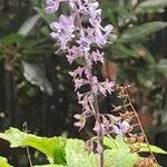 Plectranthus fruticosus 花