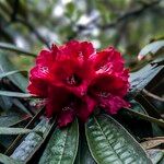 Rhododendron delavayi Çiçek