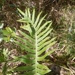 Polypodium cambricum Folha