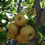 Pyrus pyrifolia Fruit