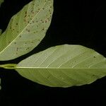 Poulsenia armata Leaf