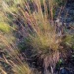 Festuca filiformis Hoja