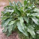 Rumex patientia Leaf