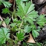 Potentilla verna Leaf