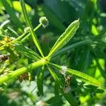 Galium aparine पत्ता