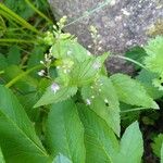 Veronica urticifolia Flor