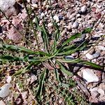 Artemisia arborescens Leaf