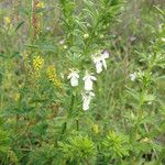 Teucrium cubense Plante entière