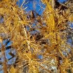 Larix decidua পাতা