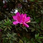 Rhododendron pulchrum Квітка