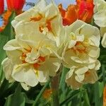 Narcissus spp. Bloem