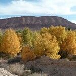 Populus euphratica Natur