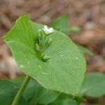 Claytonia perfoliata Fiore