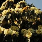 Rhododendron macabeanum Çiçek