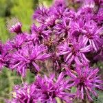 Vernonia gigantea Flower