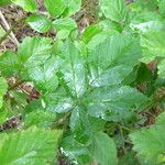 Rubus montanus Altro