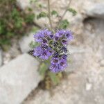 Phacelia congesta موطن