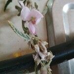 Sphaeralcea angustifolia Flor