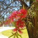 Callistemon viminalis Blomma