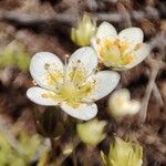 Saxifraga aspera Flower