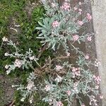 Helichrysum monogynum Blodyn