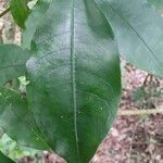 Psychotria suterella Hoja