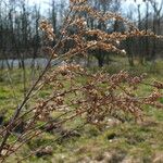 Solidago altissima Frucht