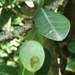 Garcinia livingstonei Plod