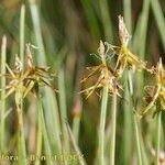 Carex microglochin ഫലം