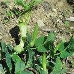 Aristolochia fontanesii Fula