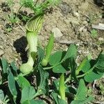 Aristolochia fontanesii Цветок