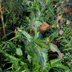 Sonchus asper Агульны выгляд