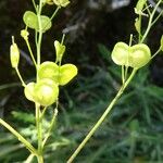 Biscutella lima Fruit