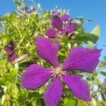 Clematis viticellaKvět