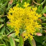 Sedum praealtum Flor