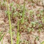 Juncus heterophyllus Hàbitat