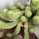 Echinopsis schickendantzii Hoja