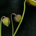 Clematis brevipes Hábito