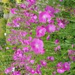 Sidalcea neomexicana Цвят